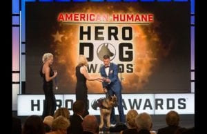 American Hero Dogs